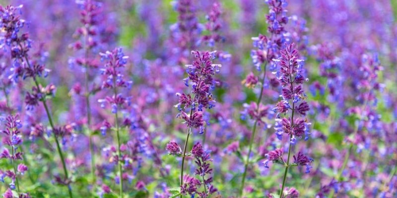 Blue Catmint