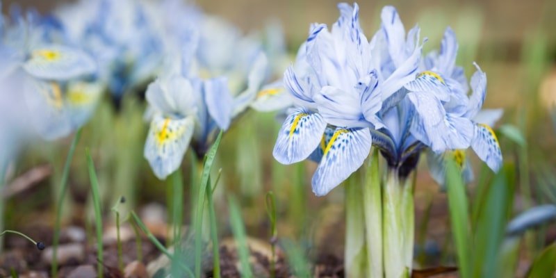 Blue Dwarf Iris