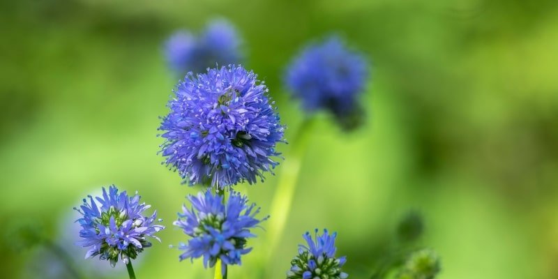 Blue Thimble Flower