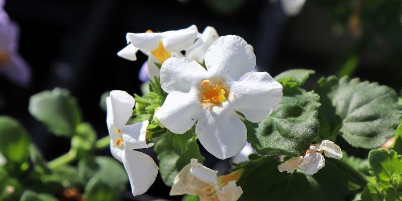 Water hyssop white flower