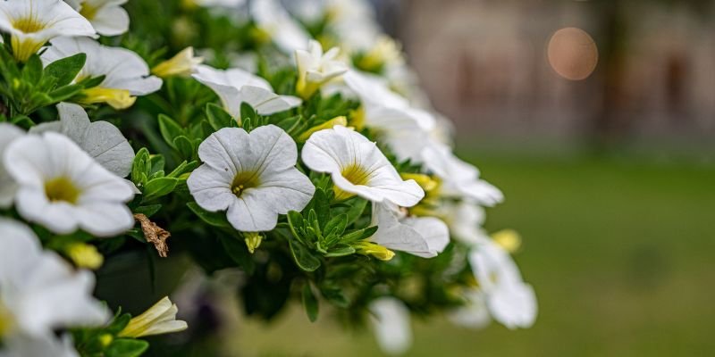 Petunia white flower