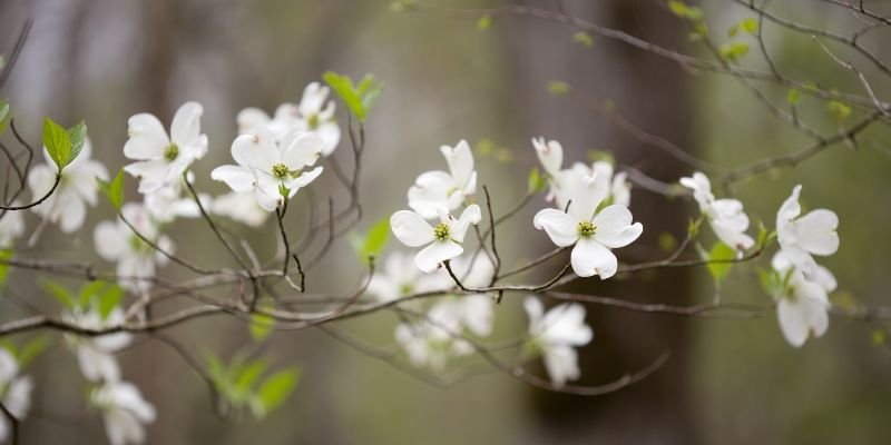 Firedance Dogwood white flower