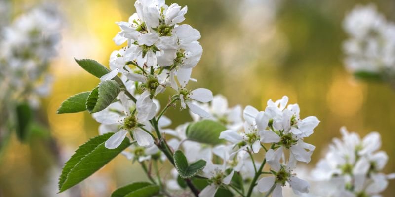 Serviceberry white flower