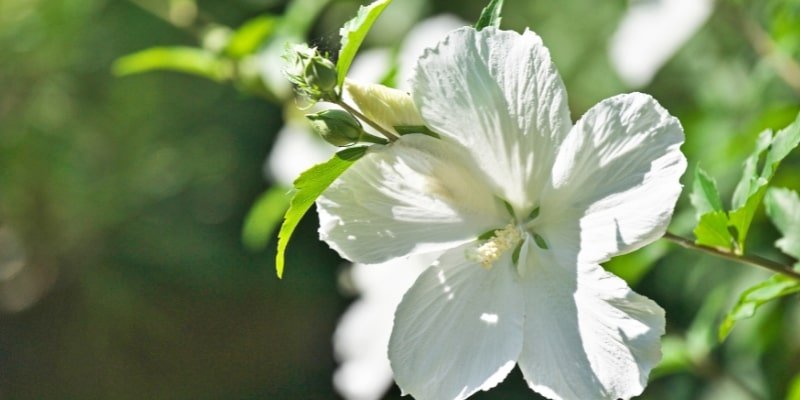 Rose of Sharon white flower