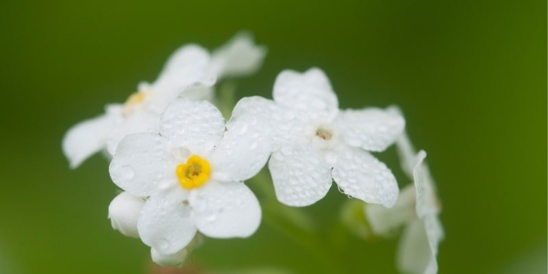 Chinese Forget Me Not ‘White’