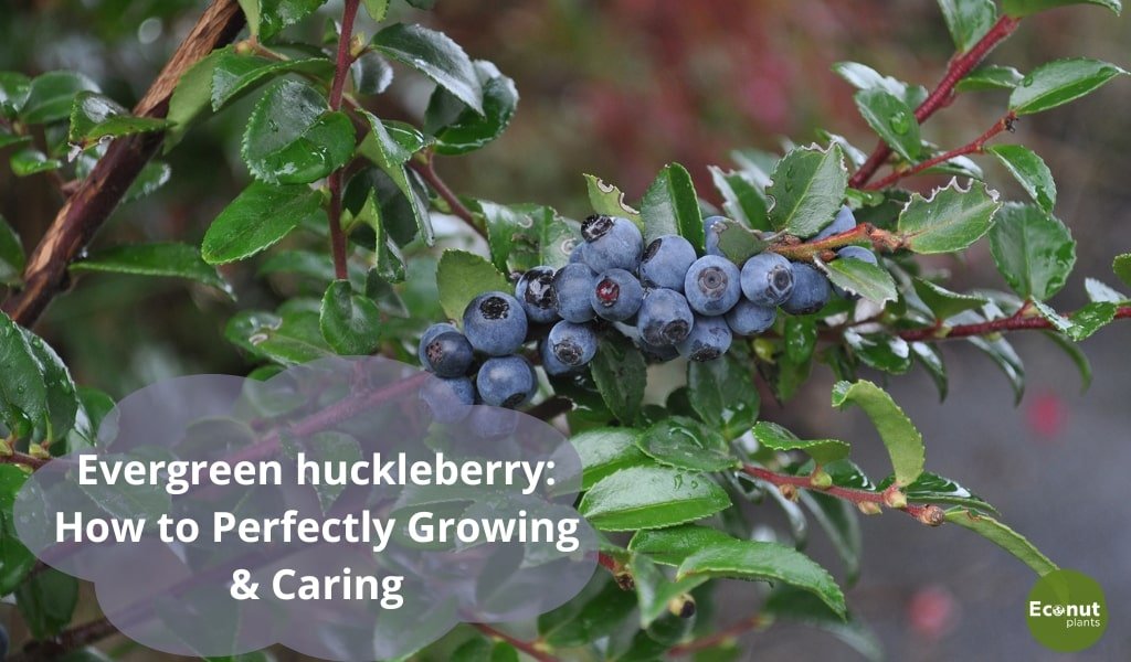 Evergreen huckleberry