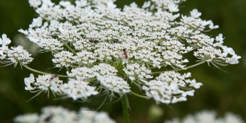 Queen Anne ’s lace