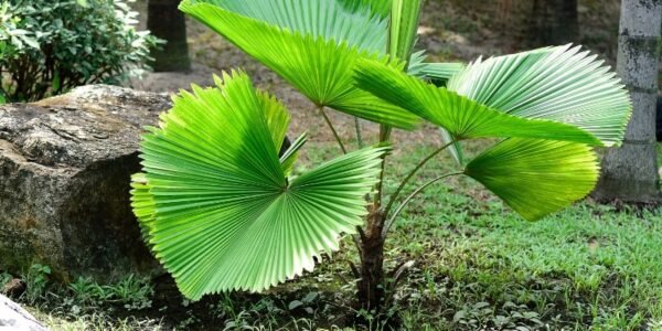 15 Different Types of Houseplants with Large Leaves