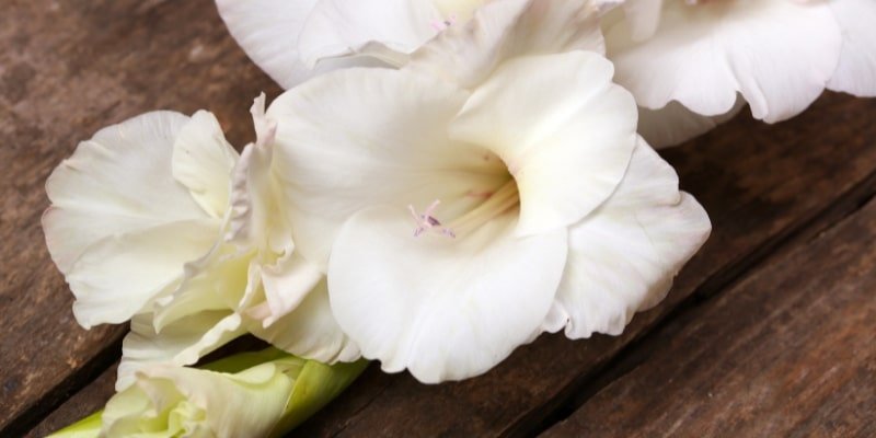 White Prosperity Gladiolus