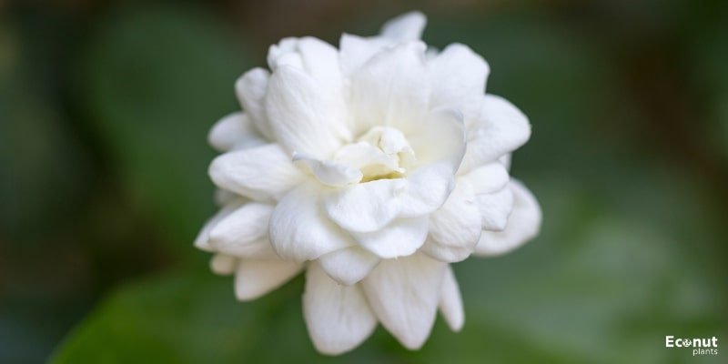 Arabian Jasmine Flower