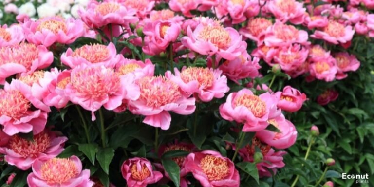 41 Peony Varieties: Peony Cultivars With names and pictures