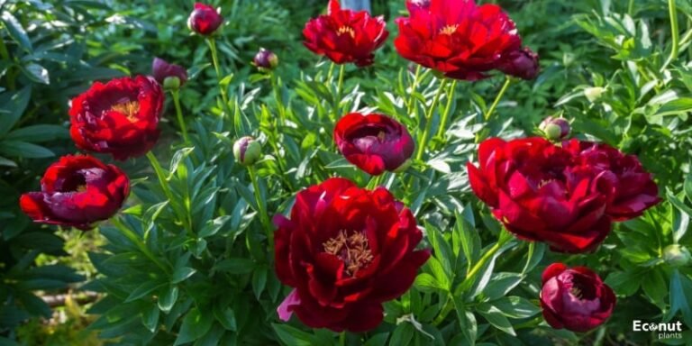 41 Peony Varieties: Peony Cultivars With names and pictures