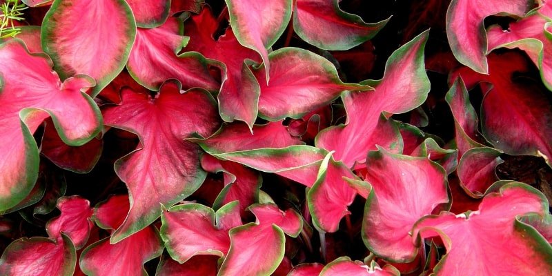 Caladium Bicolor ‘Florida Red Ruffles’