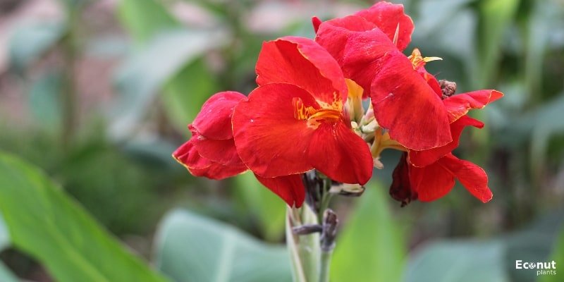 Canna Lily Flower.jpg