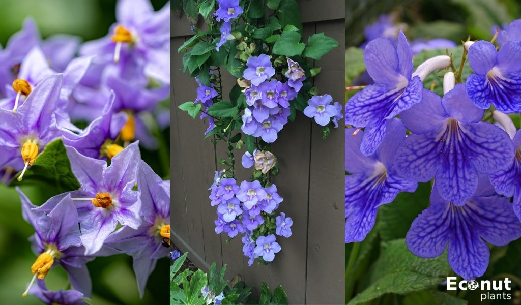 25 Climbing Plants and Vines with Purple Flowers