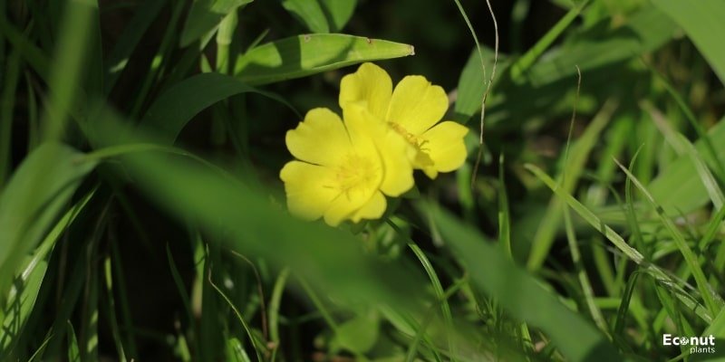 Common Evening Primrose Weed