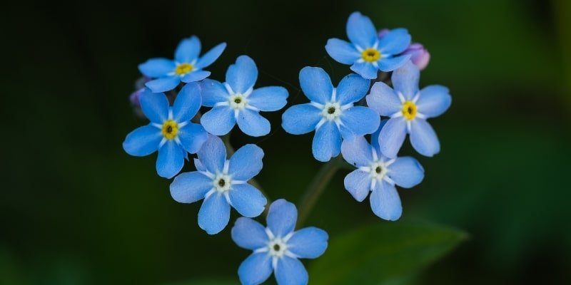 Common Forget-Me-Not