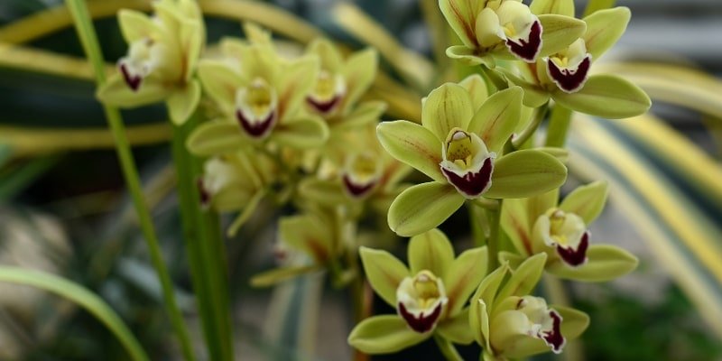 Cymbidium Orchid 