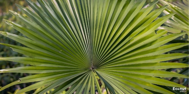 Dwarf Palmetto