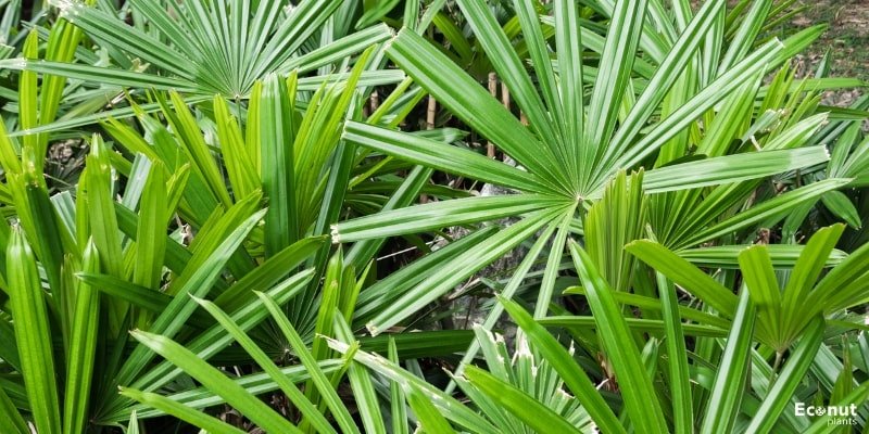 European Fan Palm