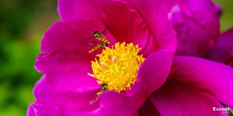 41 Peony Varieties: Peony Cultivars With names and pictures
