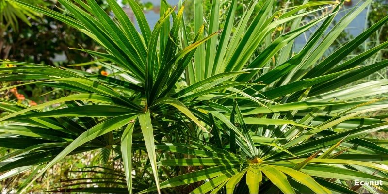 Florida Thatch Palm