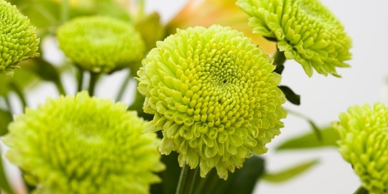 Green Chrysanthemum 