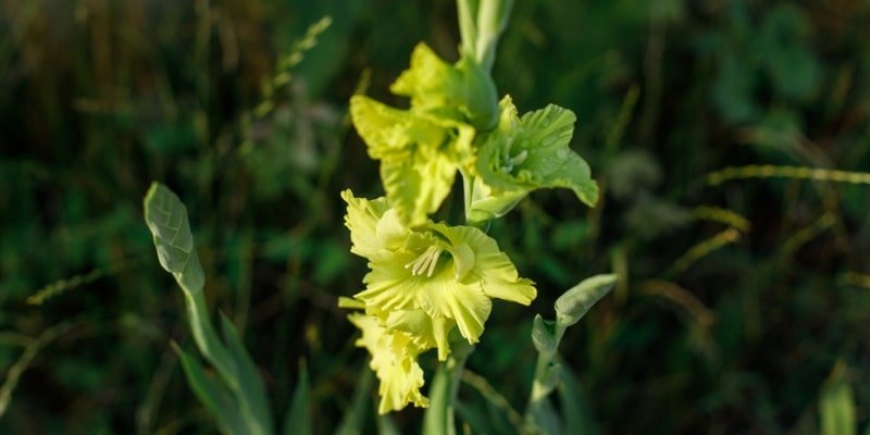 Green Gladiolus 