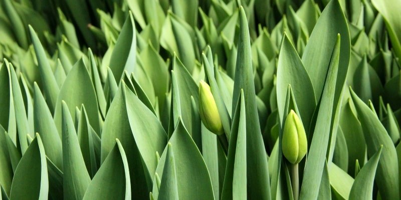 Green Tulip 