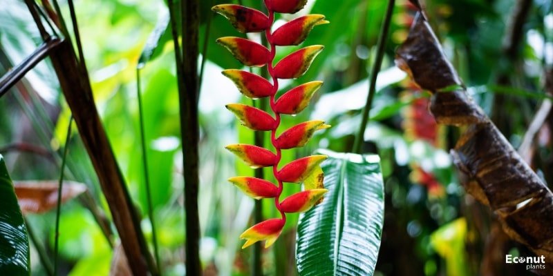Parrot Heliconia.jpg