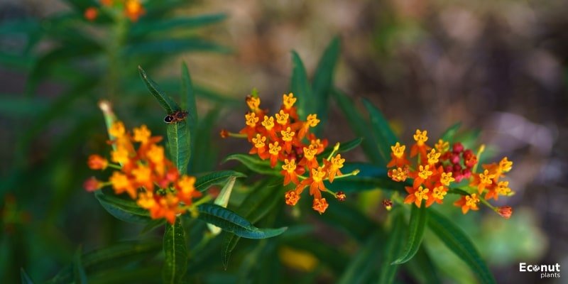 'Hello Yellow’ Butterfly Weed