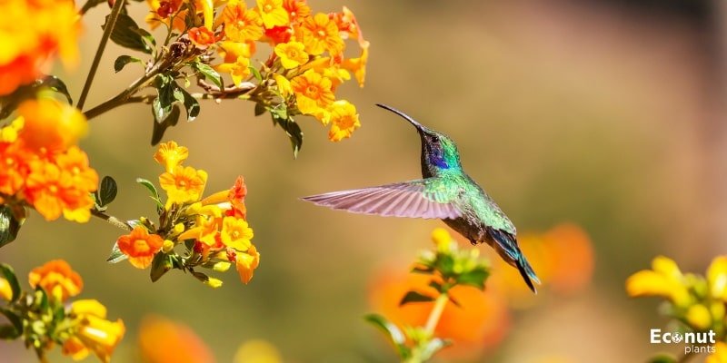 Hummingbird Hyssop