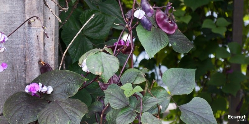 Hyacinth Bean