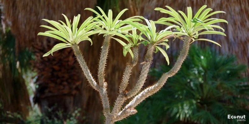 Madagascar Palm.jpg
