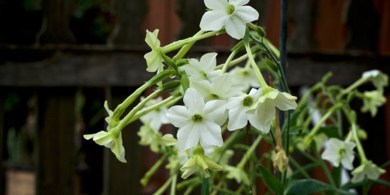 Night-Blooming Jasmine