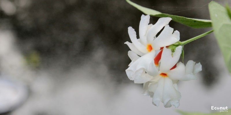 Night-Blooming Jasmine Flower