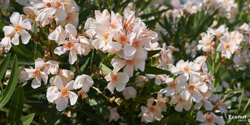 Oleander Flower.jpg