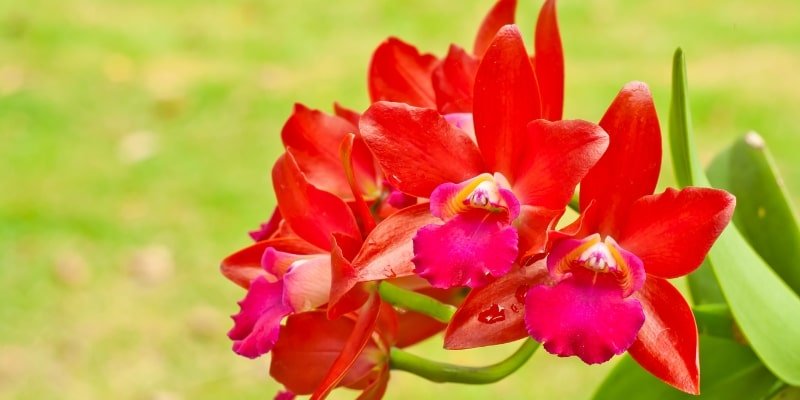 Orchids 