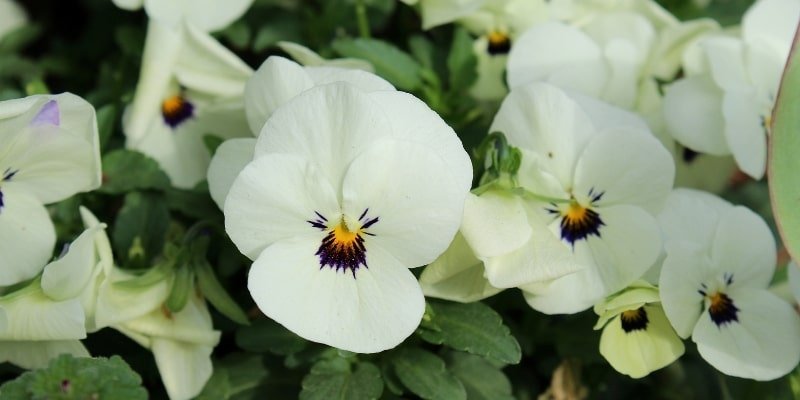 Pansy Giant White Black Face