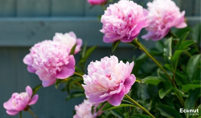 41 Peony Varieties: Peony Cultivars With names and pictures