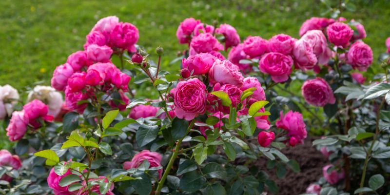 Pink Shrub Roses