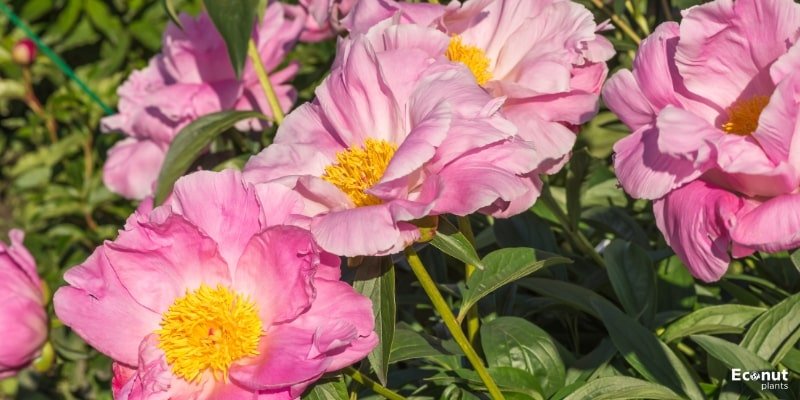 41 Peony Varieties: Peony Cultivars With names and pictures