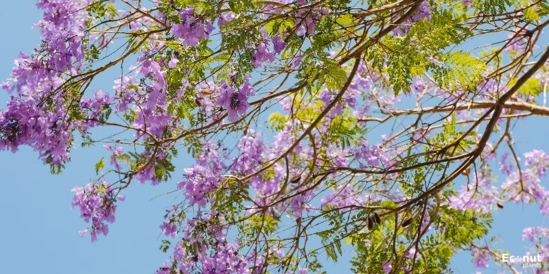 Purple Flowering Crabapple Trees