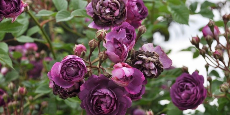 Purple Vining Roses