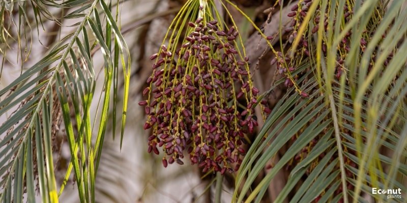 Pygmy Date Palm