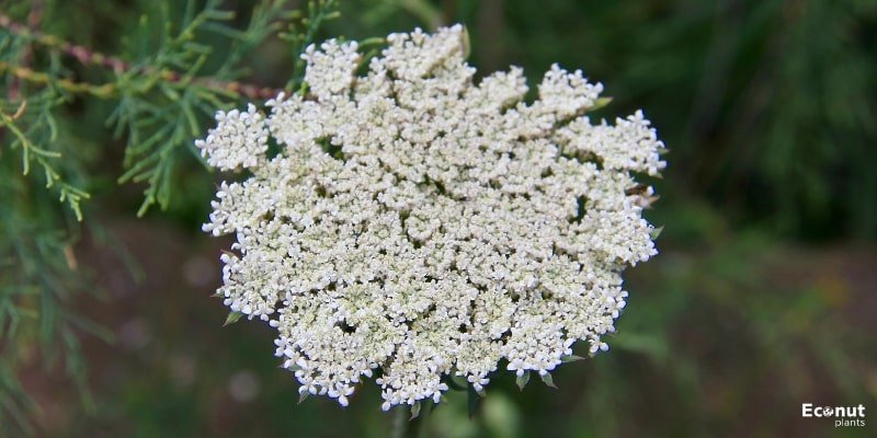 Queen Anne’s lace