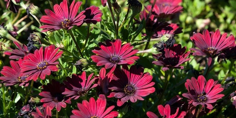 Red African Daisy