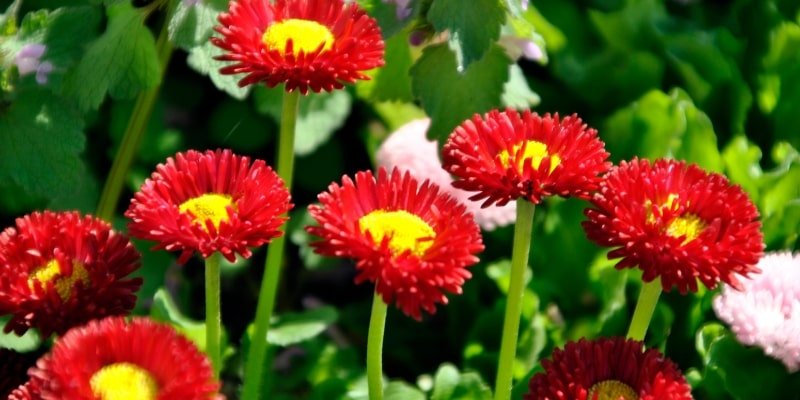 Red Aster