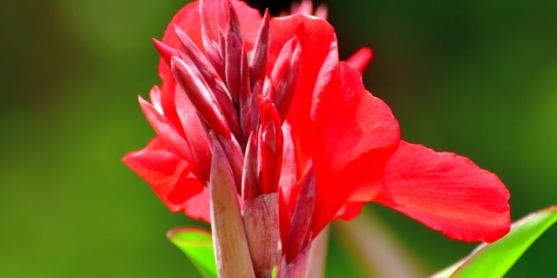 Red Canna Lily 