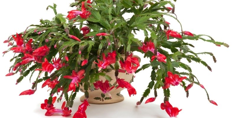 Red Christmas Cactus